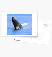 Baby Humpback Whale Breaching Postcards
