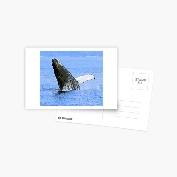 Baby Humpback Whale Breaching Postcard
