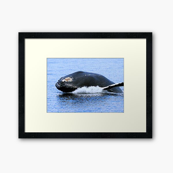 Rorquals Framed Art Print