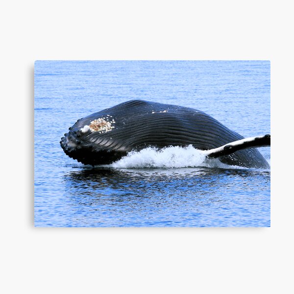 Rorquals Canvas Print