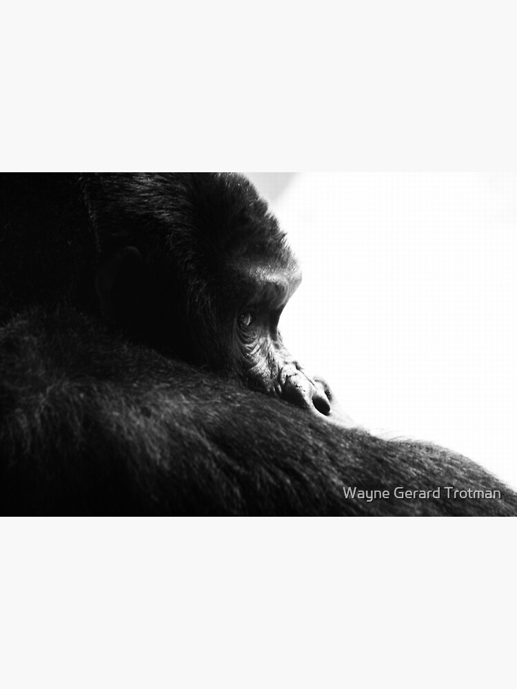 Gorilla! by redmoondragon