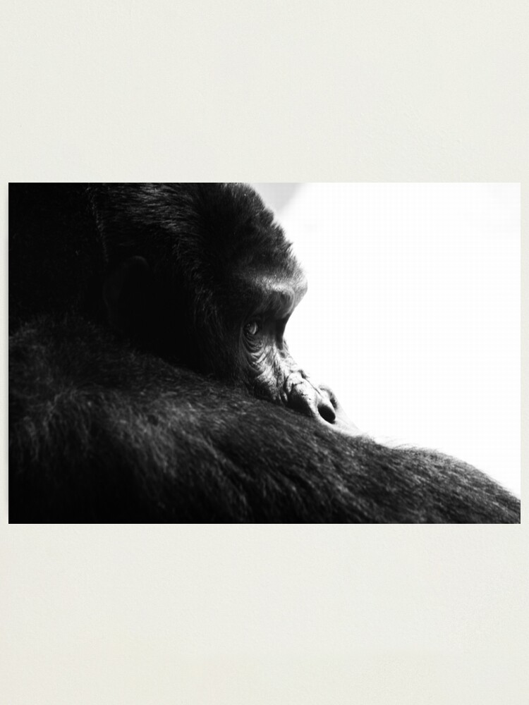 Alternate view of Gorilla! Photographic Print