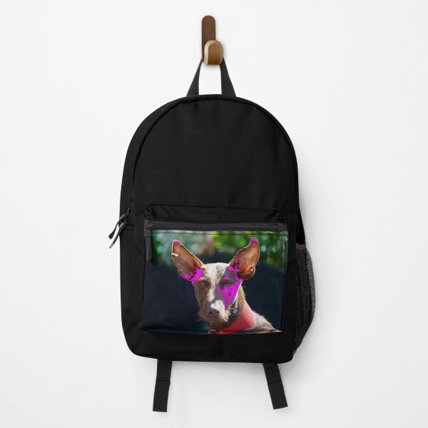 Item preview, Podenco Ibicenco – Intense view full of charm / Swiss Artwork Photography designed and sold by Raphael Wolf.