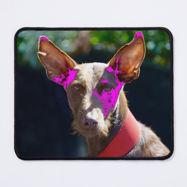 Item preview, Podenco Ibicenco – Intense view full of charm / Swiss Artwork Photography designed and sold by Raphael Wolf.