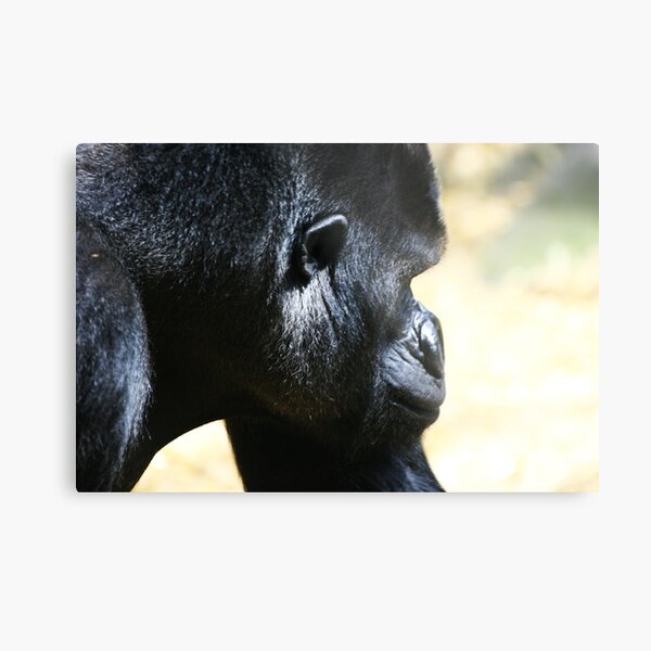 Gorilla Metal Print