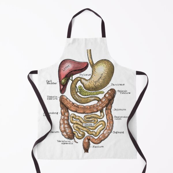 Item preview, Digestive system designed and sold by JasonFreak.