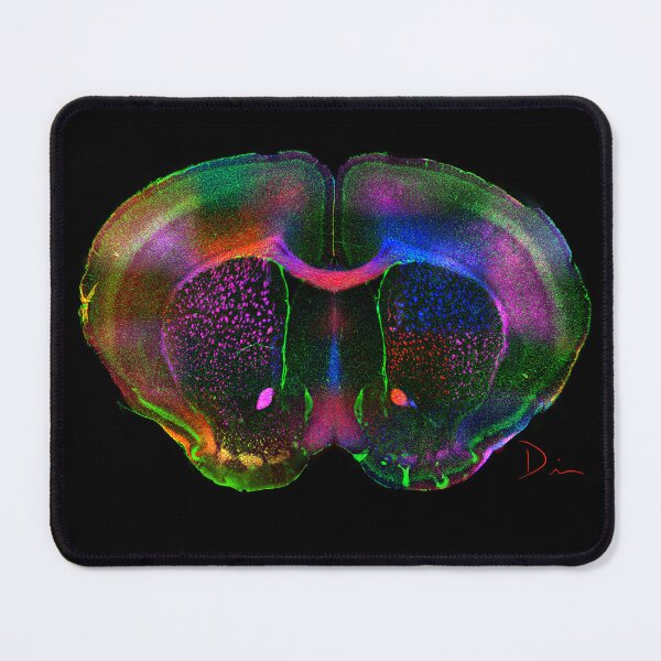Item preview, Rainbow Brain designed and sold by MicroLife-DSG.