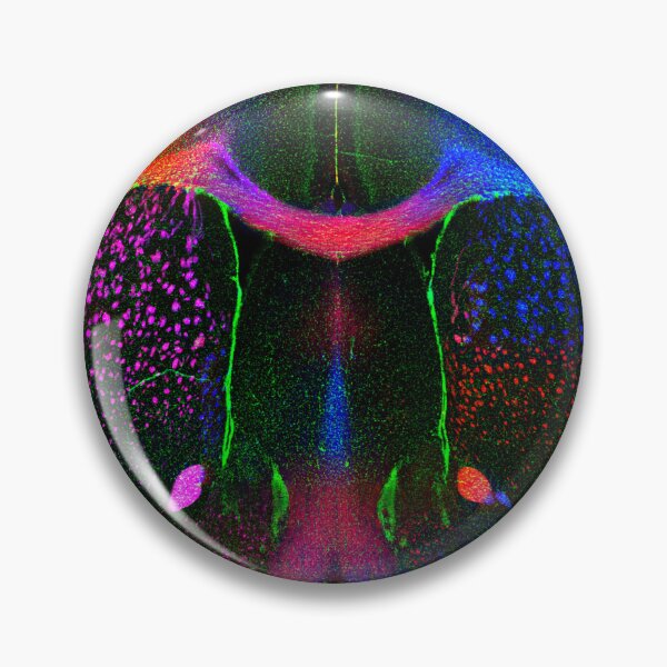 Item preview, Rainbow Brain designed and sold by MicroLife-DSG.