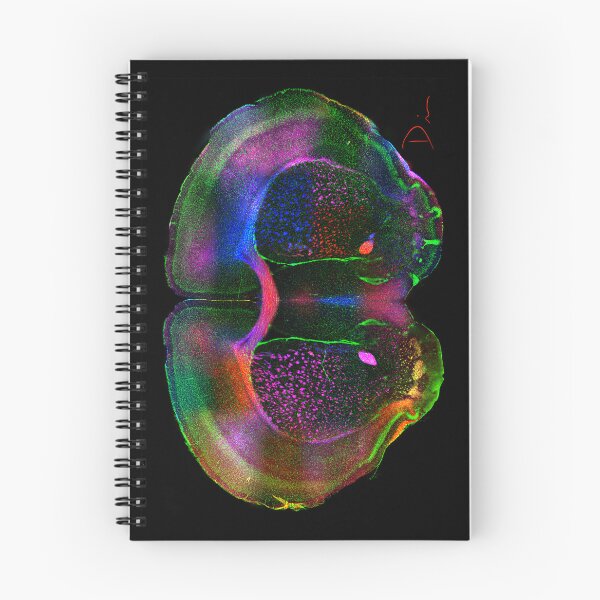Item preview, Rainbow Brain designed and sold by MicroLife-DSG.