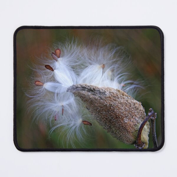Item preview, Milkweed designed and sold by James Cumming.