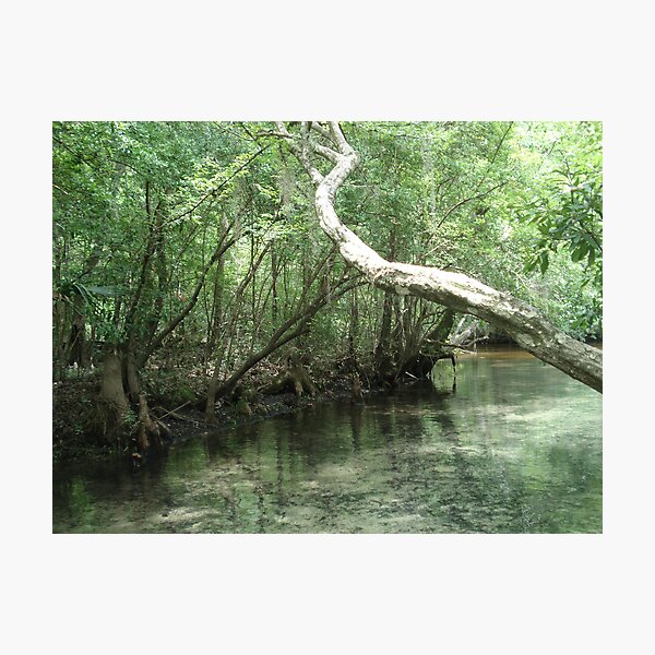 Item preview, The Overhanging Branch designed and sold by May Lattanzio.
