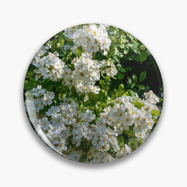 Item preview, Shrub roses - "Rosy Boom" designed and sold by Erwin G. Kotzab.