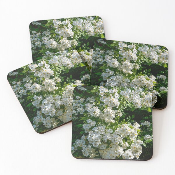 Item preview, Shrub roses - "Rosy Boom" designed and sold by Erwin G. Kotzab.