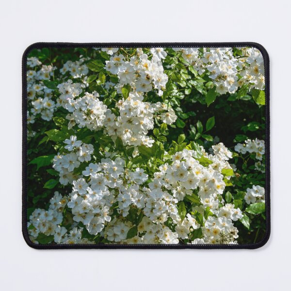 Item preview, Shrub roses - "Rosy Boom" designed and sold by Erwin G. Kotzab.