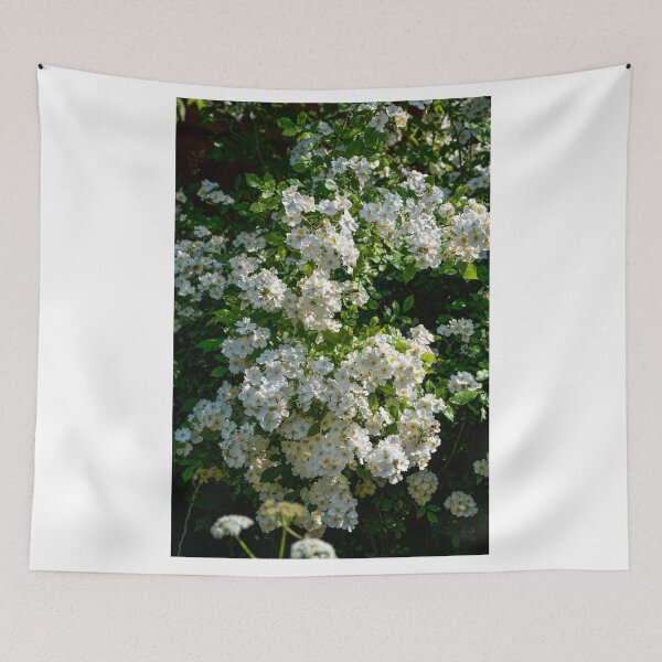 Item preview, Shrub roses - "Rosy Boom" designed and sold by Erwin G. Kotzab.
