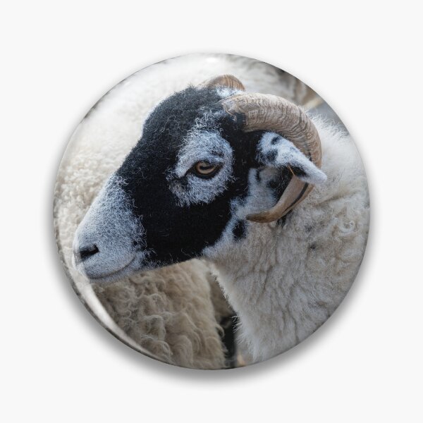 Item preview, Swaledale sheep designed and sold by Andrew Fletcher Photography.