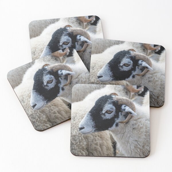 Item preview, Swaledale sheep designed and sold by Andrew Fletcher Photography.