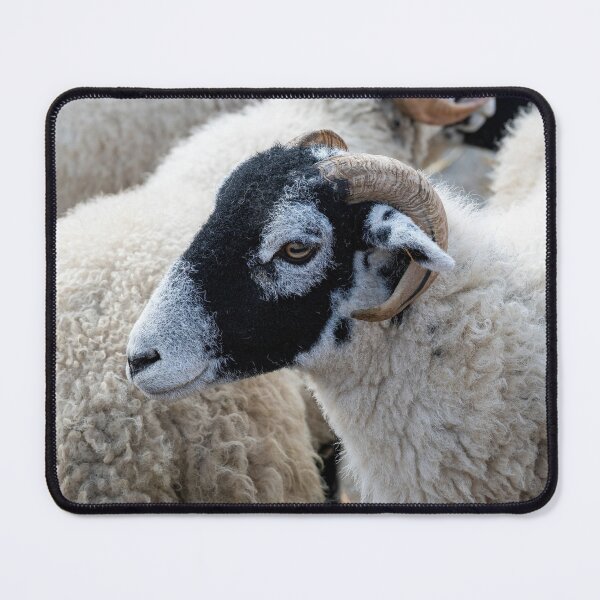 Item preview, Swaledale sheep designed and sold by Andrew Fletcher Photography.