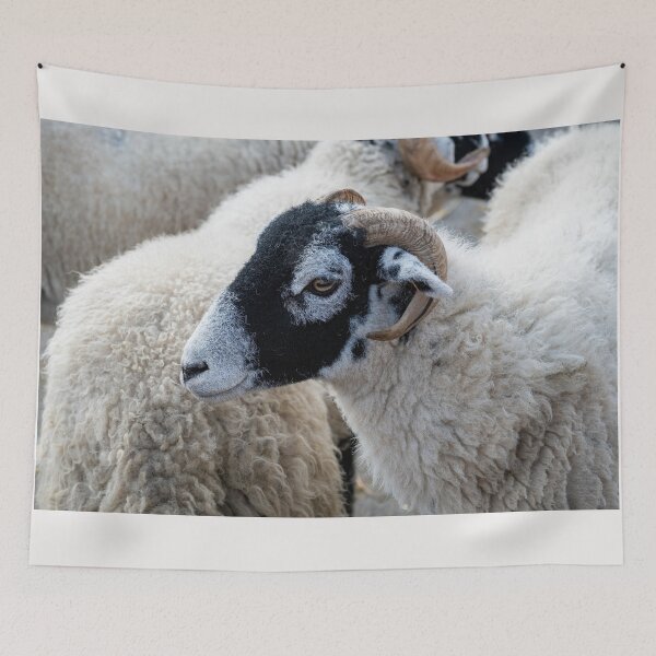 Item preview, Swaledale sheep designed and sold by Andrew Fletcher Photography.