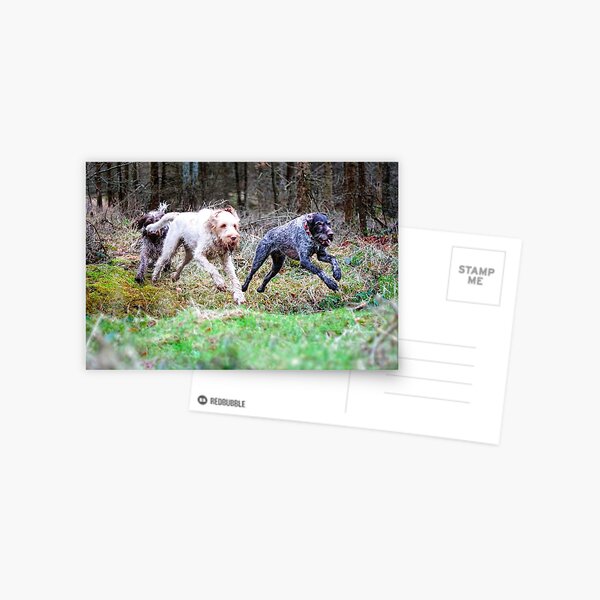 Galloping Through Woods Leaping Over Ditches Postcard