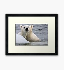 Polar Bear Framed Print
