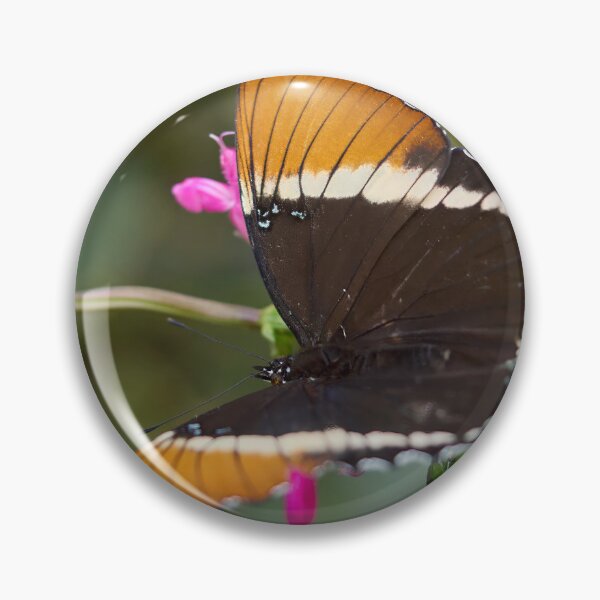 Item preview, Brown siproeta designed and sold by Jouko Lehto Photography.