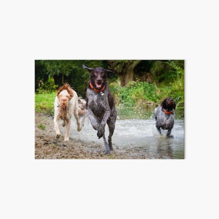 German Wirehaired Pointer River adventure Art Board Print