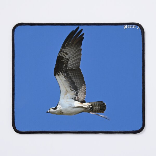 Item preview, Osprey in flight designed and sold by Glennphotos.