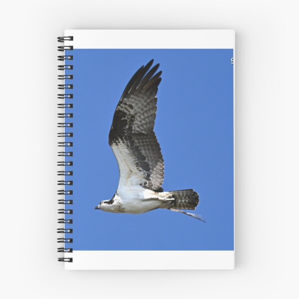 Item preview, Osprey in flight  designed and sold by Glennphotos.