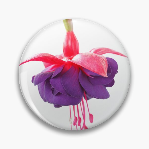Item preview, Fuchsia  'Dark Eyes'  AGM   designed and sold by Chris Burrows.