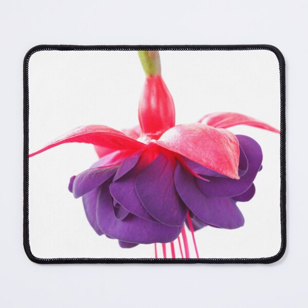 Item preview, Fuchsia  'Dark Eyes'  AGM   designed and sold by Chris Burrows.