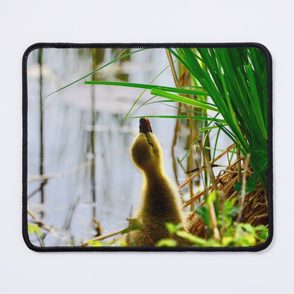 Item preview, Ducklings and blades of grass – Nothing is unattainable / Swiss Artwork Photography designed and sold by Raphael Wolf.
