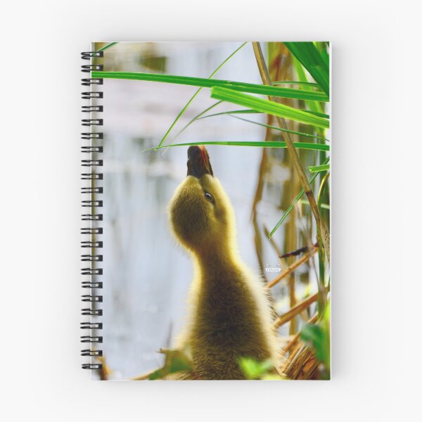 Item preview, Ducklings and blades of grass – Nothing is unattainable / Swiss Artwork Photography designed and sold by Raphael Wolf.