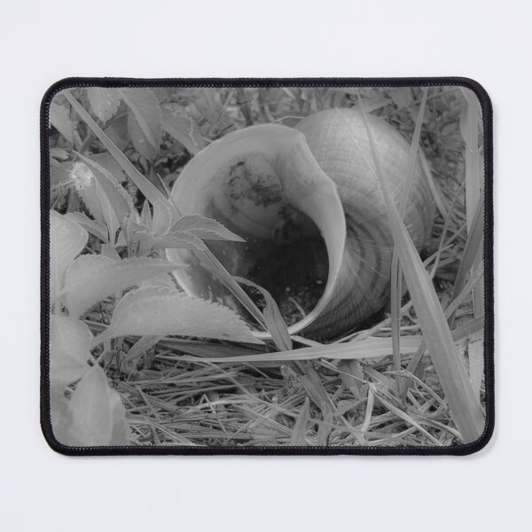 Item preview, Black and white photo of empty snail shelll designed and sold by The Artsy Lens of Lisa O..