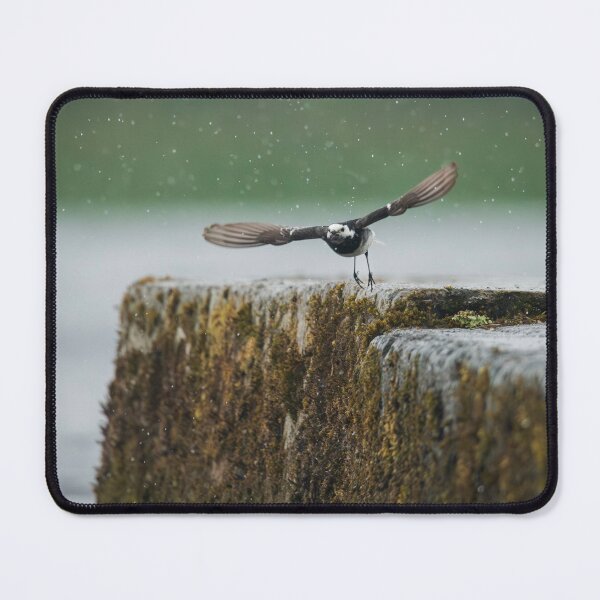 Item preview, Wagtail, Lough Derg, Ireland designed and sold by ollygriffin.