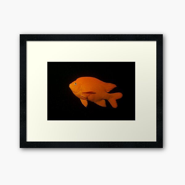 Garibaldi Framed Art Print