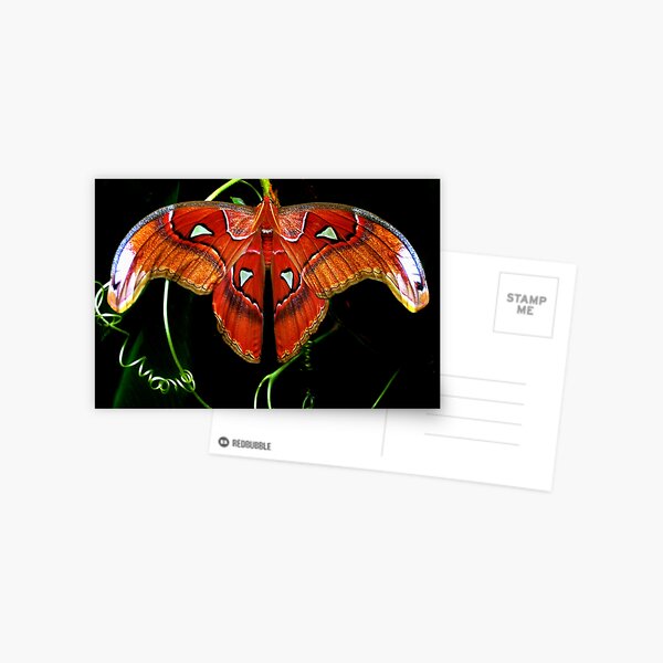 Moth! Postcard