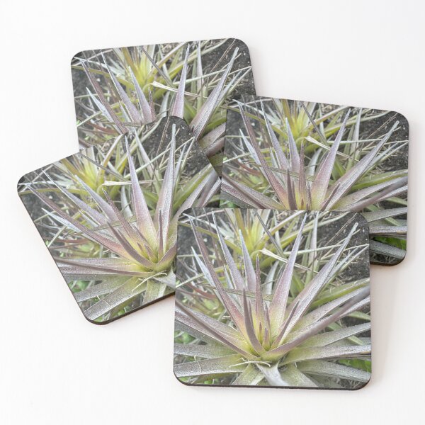 Item preview, Air Plant Starburst Pattern designed and sold by TrisaThyme.
