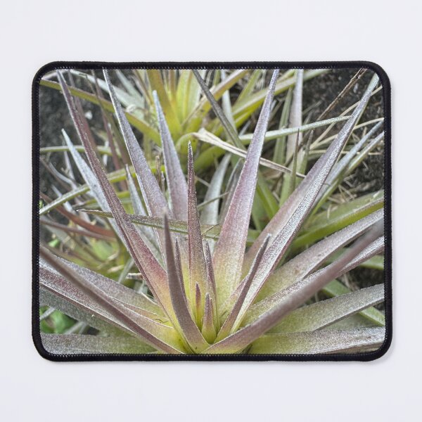 Item preview, Air Plant Starburst Pattern designed and sold by TrisaThyme.