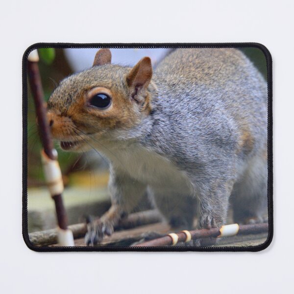 Item preview, Feeding time for the exploring squirrel designed and sold by Ribster13.