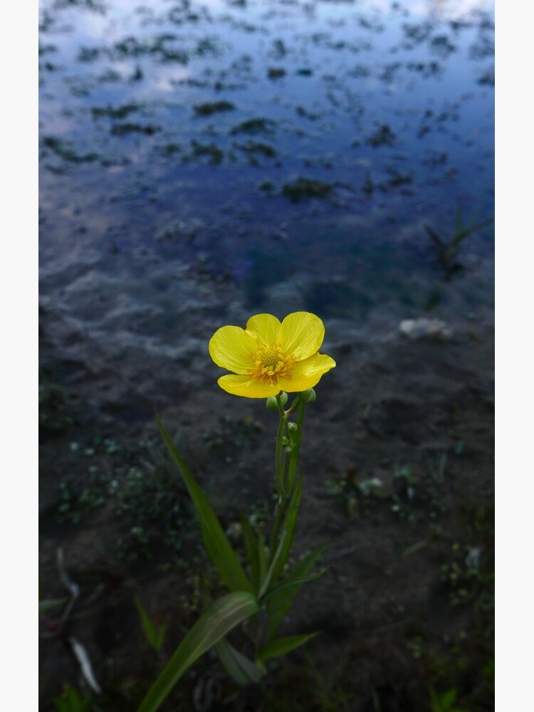 Greater Spearwort (Ranunculus lingua) by IOMWildFlowers