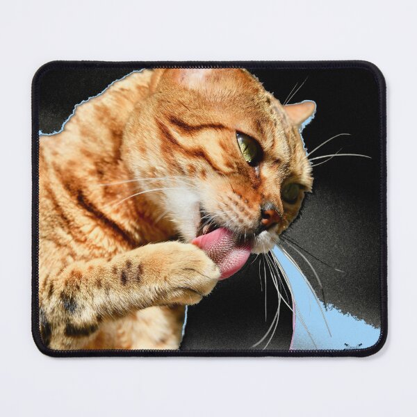 Item preview, Bengal cat licking its paw – elegance and wild grace / Swiss Artwork Photography designed and sold by Raphael Wolf.