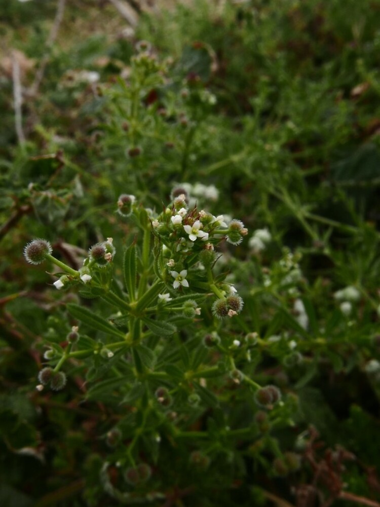 Cleavers (Galium aparine) by IOMWildFlowers
