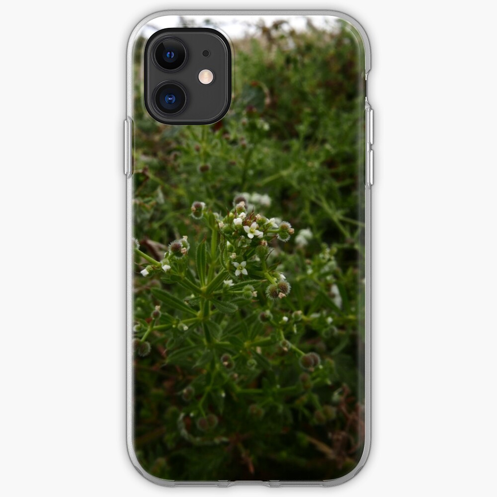 Cleavers (Galium aparine) iPhone Case & Cover