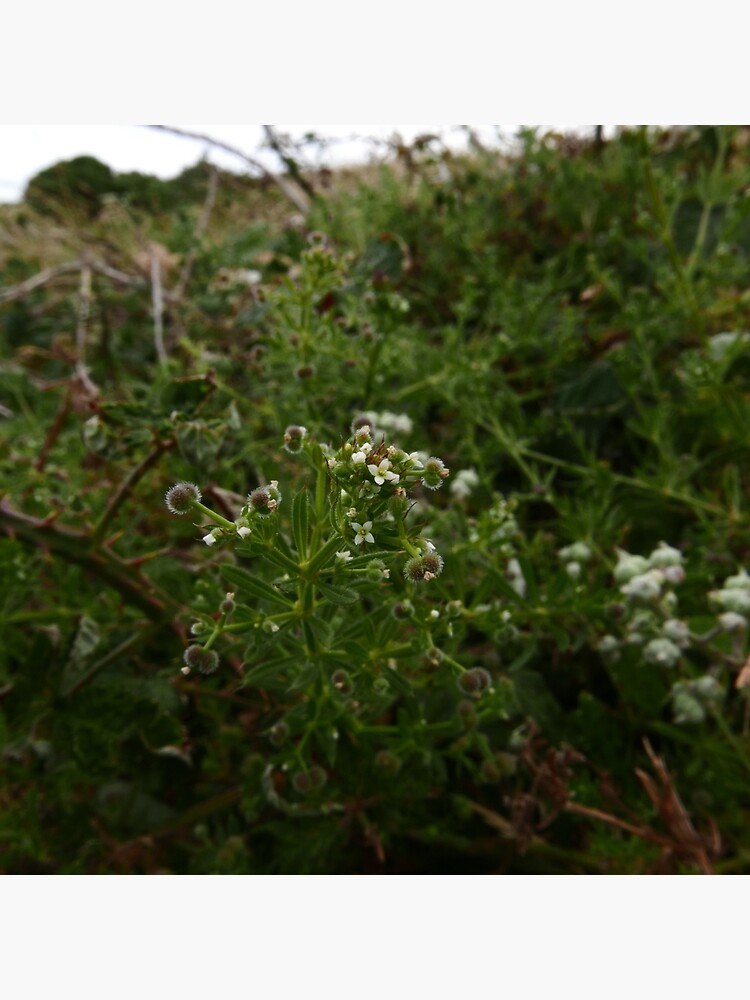 Cleavers (Galium aparine) by IOMWildFlowers