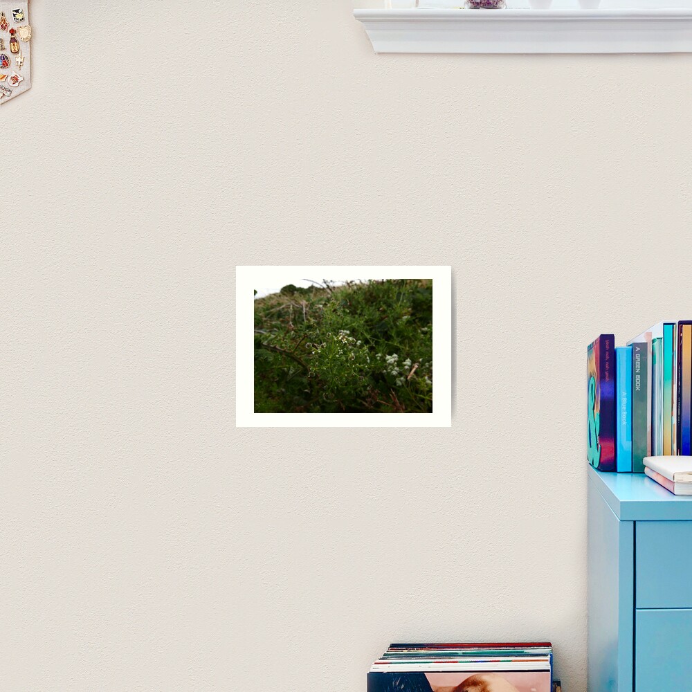 Cleavers (Galium aparine) Art Print