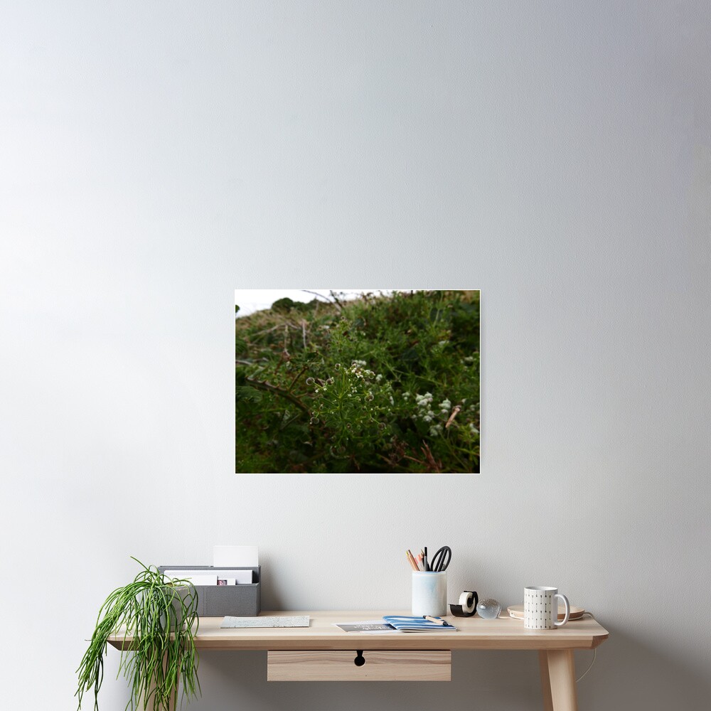 Cleavers (Galium aparine) Poster