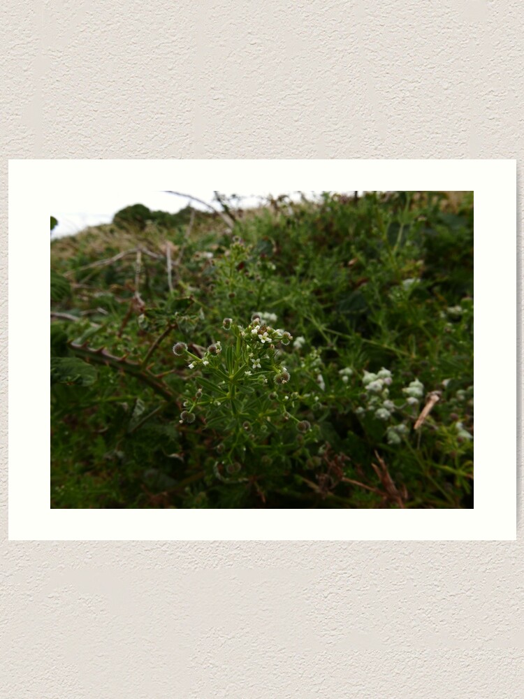Alternate view of Cleavers (Galium aparine) Art Print