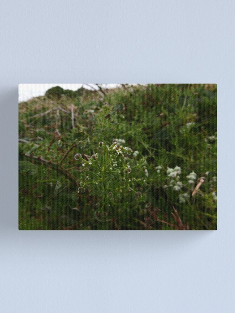 Alternate view of Cleavers (Galium aparine) Canvas Print