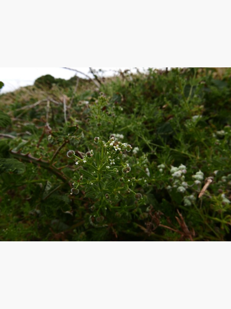 Cleavers (Galium aparine) by IOMWildFlowers